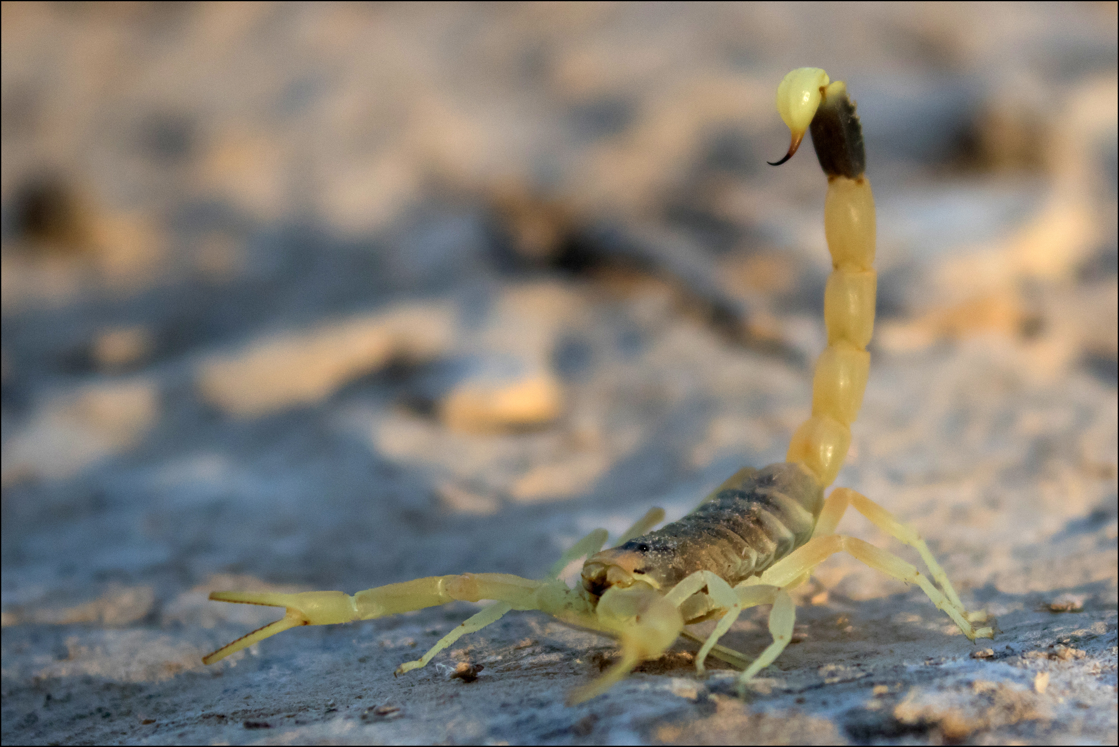 沙漠钳蝎图片