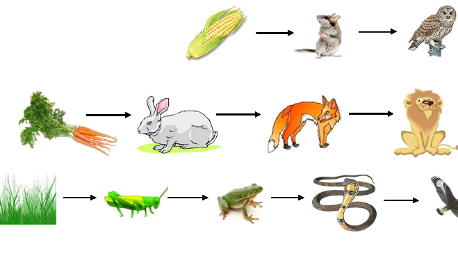 图:三种形式的食物链,起点都是植物